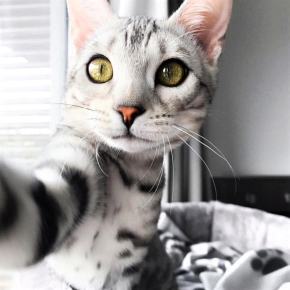 Meet your Posher, Amber - Picture 1 of 1